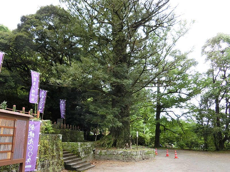 蒲生八幡神社のカヤ