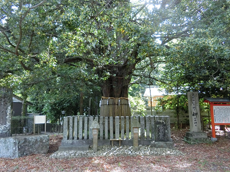 熊野速玉大社のナギの木