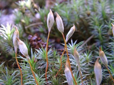 苔の仲間（北海道札幌市・平岡公園）