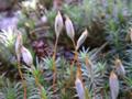 苔の仲間（北海道札幌市・平岡公園）