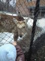 円山動物園のエゾシカ