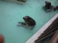 円山動物園のゼニガタアザラシの赤ちゃんかわいい