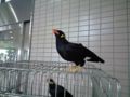 円山動物園のキュウカンチョウ。ニャーて鳴いてた