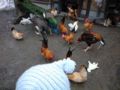 円山動物園でニワトリとウサギのおやつコーナーに参加