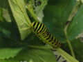 【虫注意】道端でキアゲハの幼虫ゲット