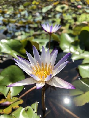 台北植物園睡蓮