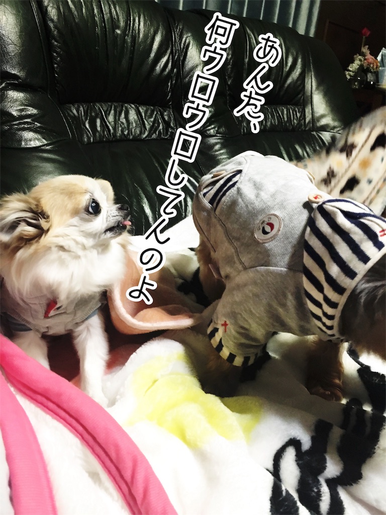 f:id:inugra:20170213004550j:image