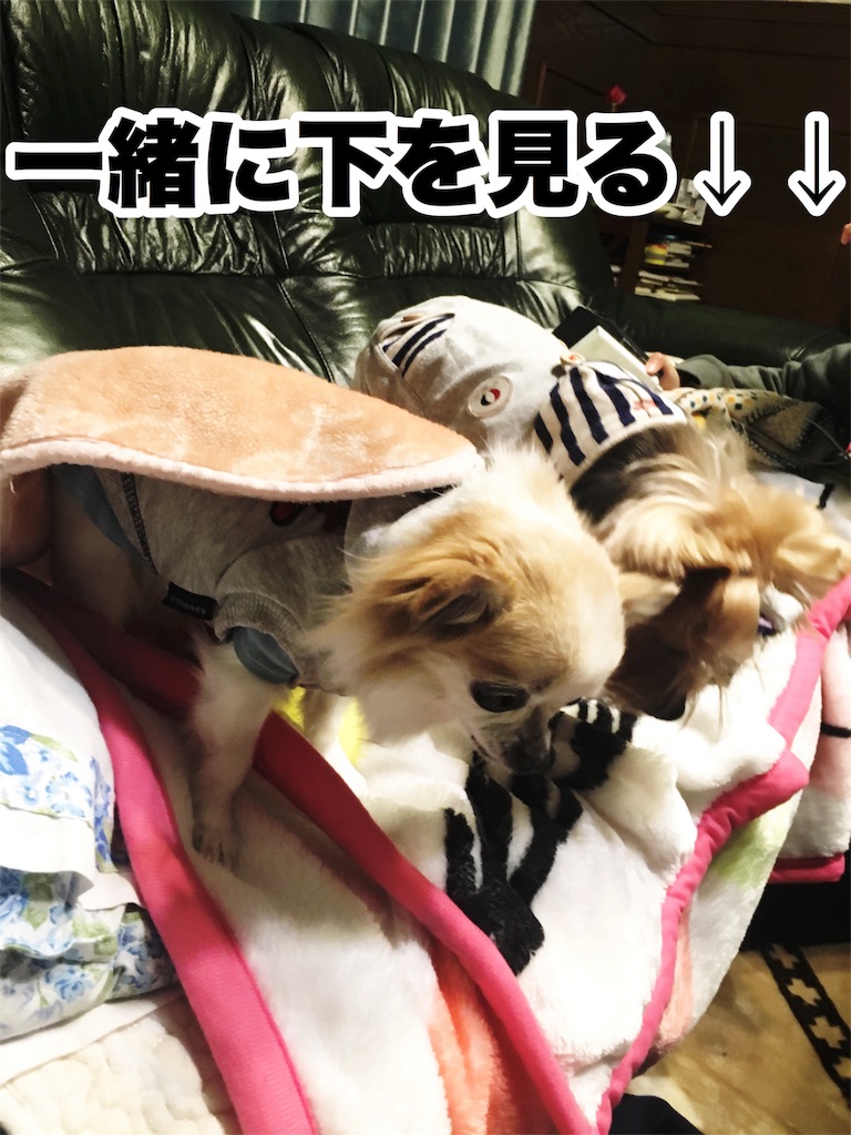 f:id:inugra:20170213004953j:image
