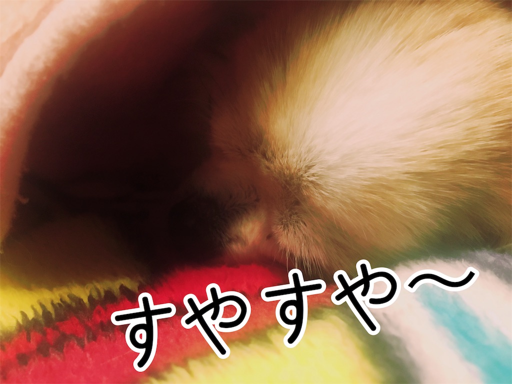 f:id:inugra:20170214005257j:image