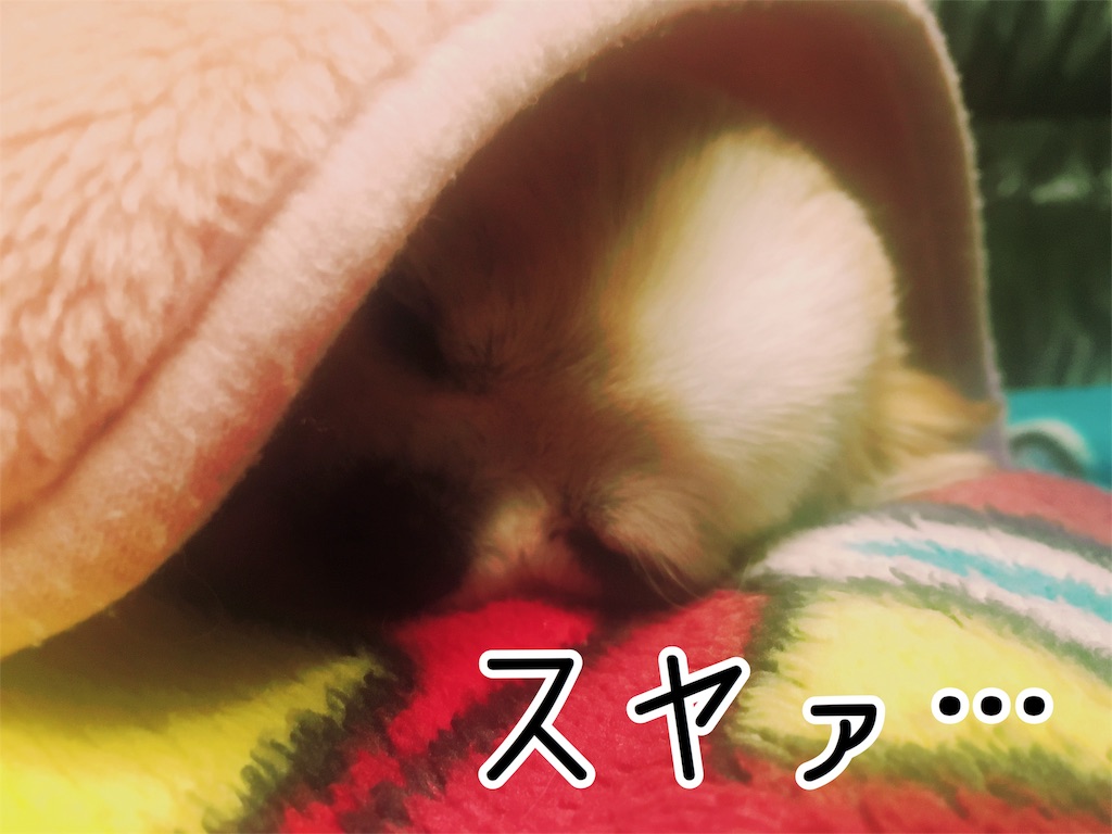 f:id:inugra:20170214005305j:image