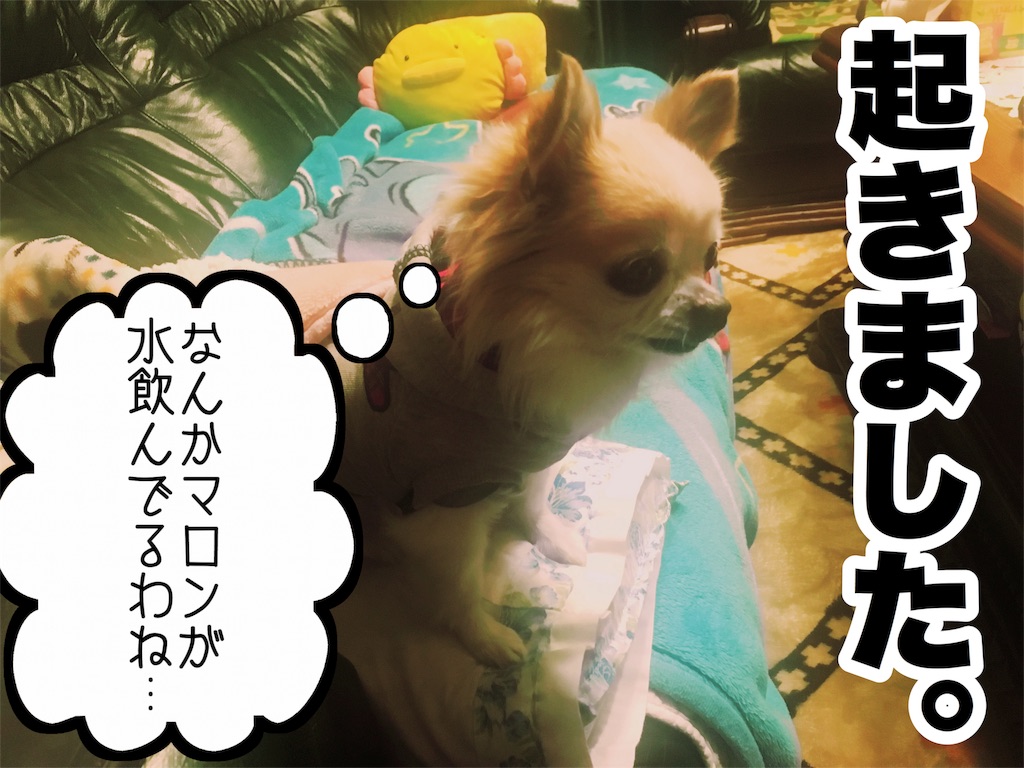 f:id:inugra:20170214005314j:image