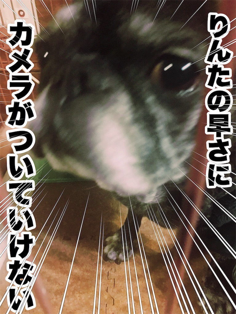 f:id:inugra:20170214230012j:image