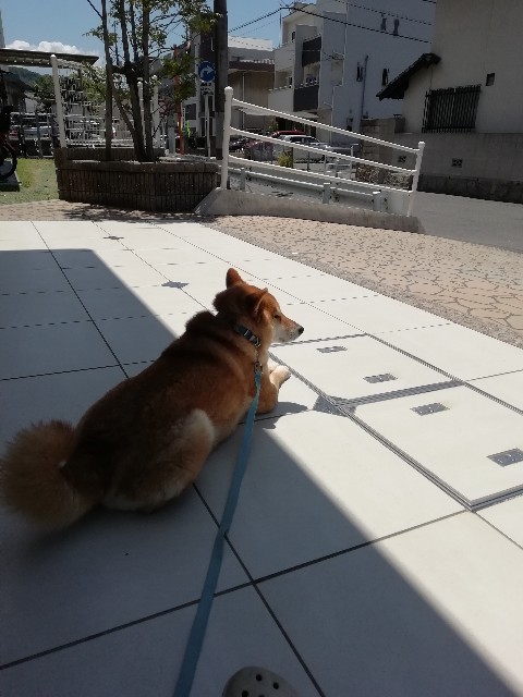 誤飲事件 犬と人との幸せ暮らし うちの息子はお犬様