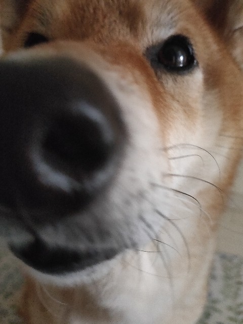 f:id:inuhitogurashi:20201022085824j:image f:id:inuhitogurashi:20201022085824j:image