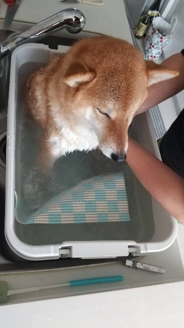 重曹でシャンプー 犬と人との幸せ暮らし うちの息子はお犬様
