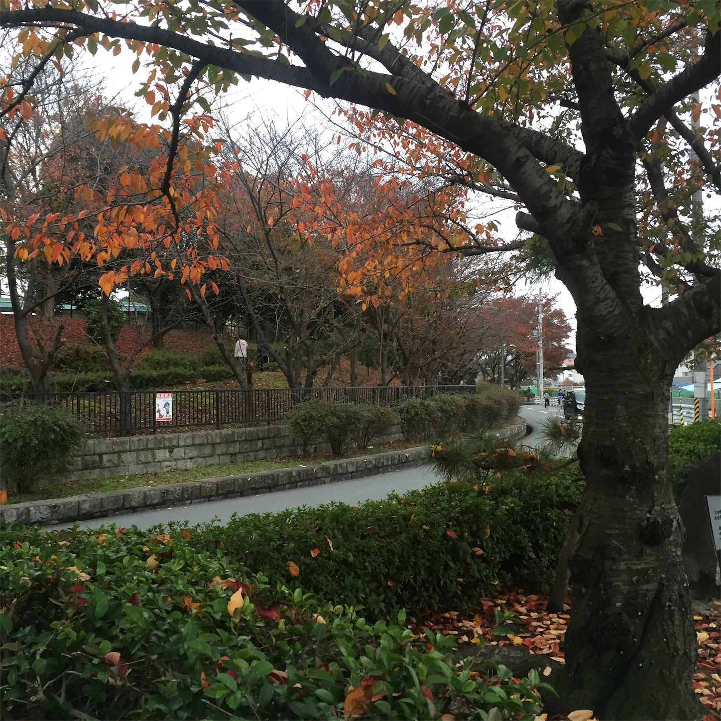 f:id:inunekosukuitai:20161213225231j:image