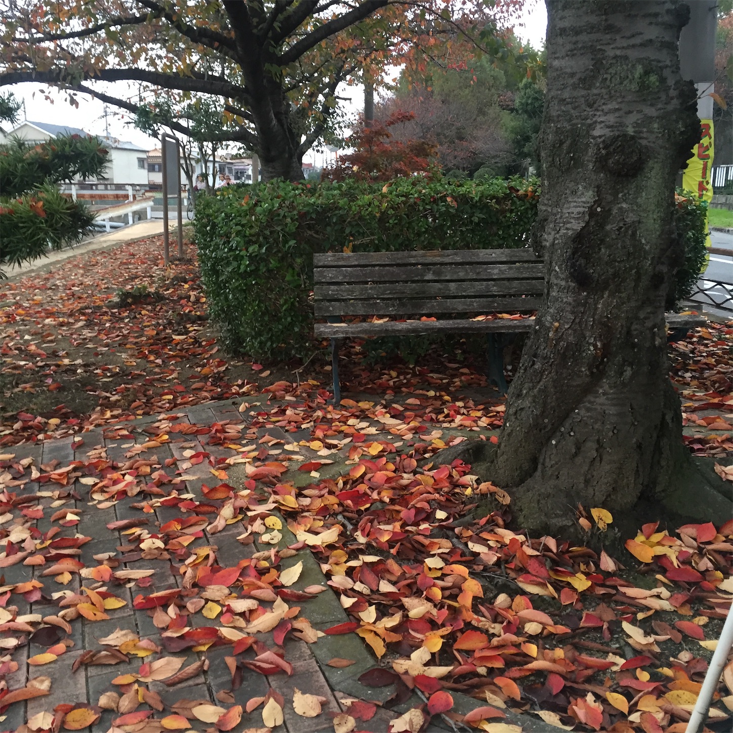 f:id:inunekosukuitai:20161213230509j:image f:id:inunekosukuitai:20161213230509j:image