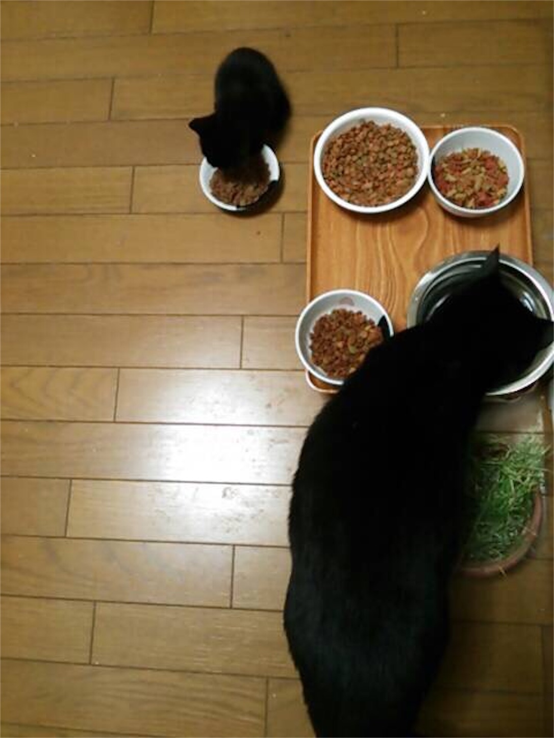 f:id:inunekosukuitai:20161218091932j:image