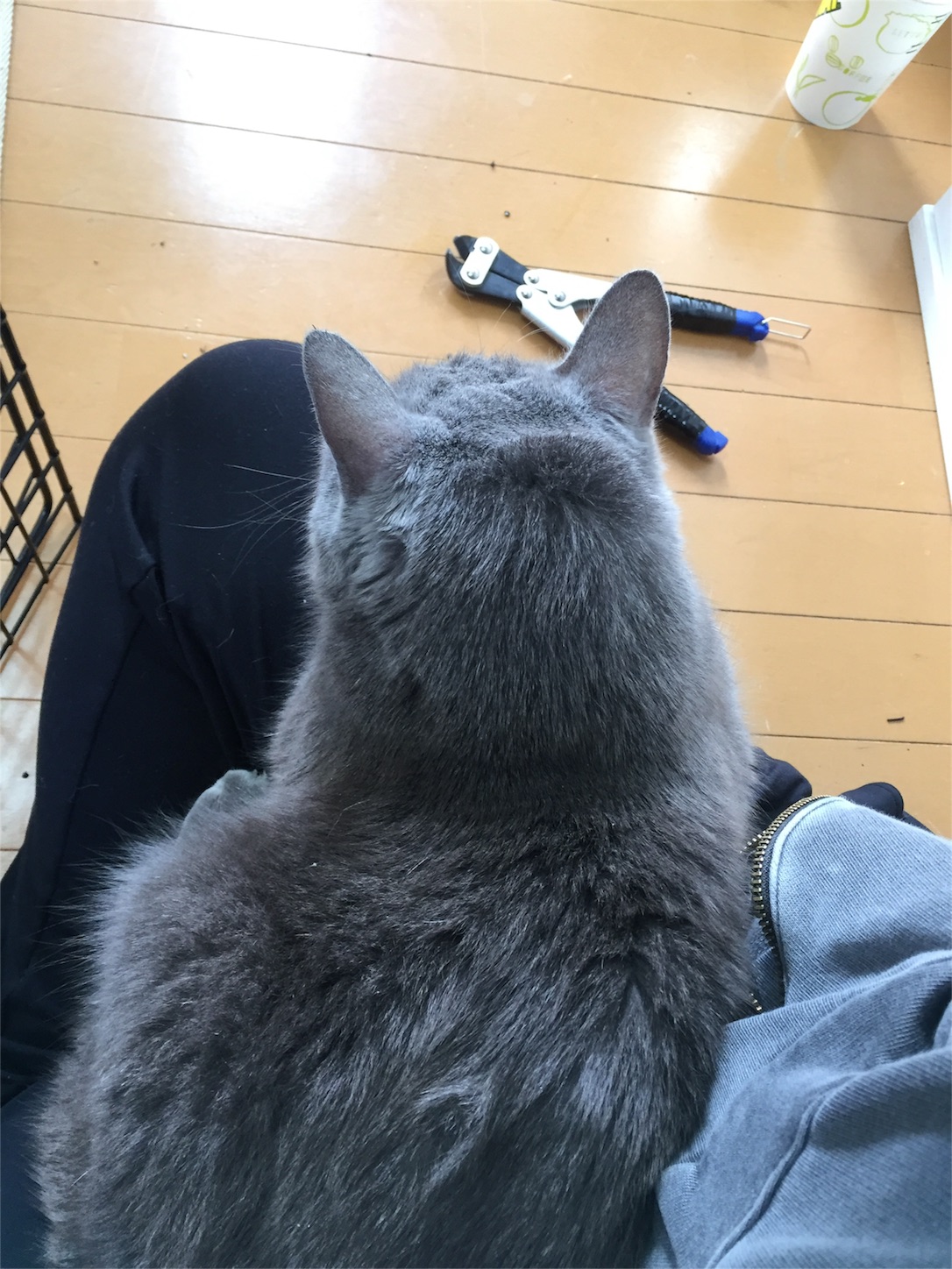 f:id:inunekosukuitai:20161219205539j:image f:id:inunekosukuitai:20161219205539j:image