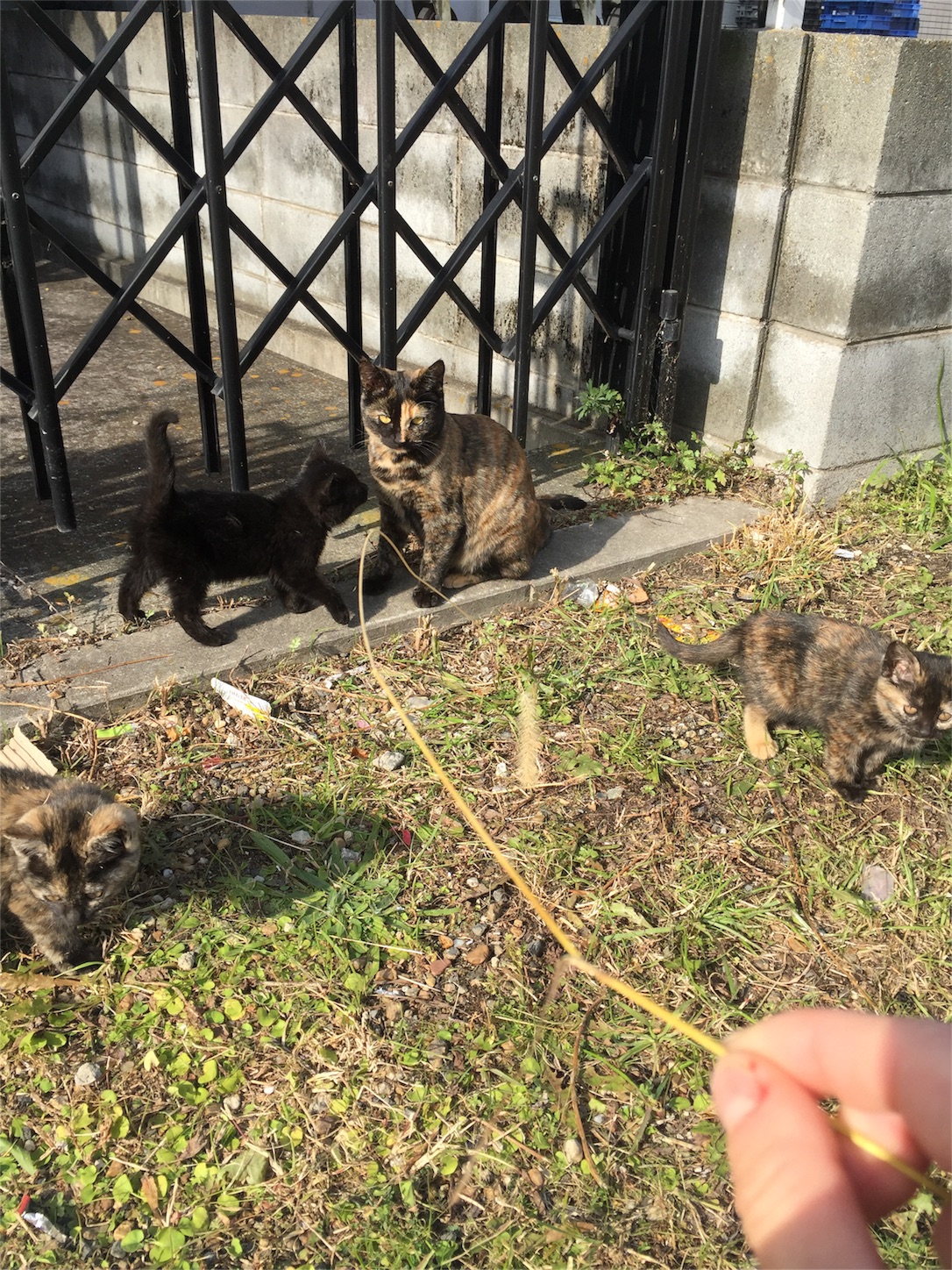 f:id:inunekosukuitai:20161231130116j:image f:id:inunekosukuitai:20161231130116j:image