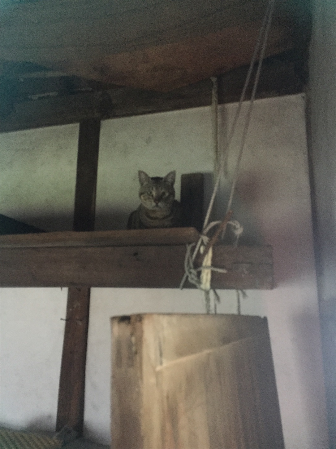 f:id:inunekosukuitai:20161231134450j:image f:id:inunekosukuitai:20161231134450j:image