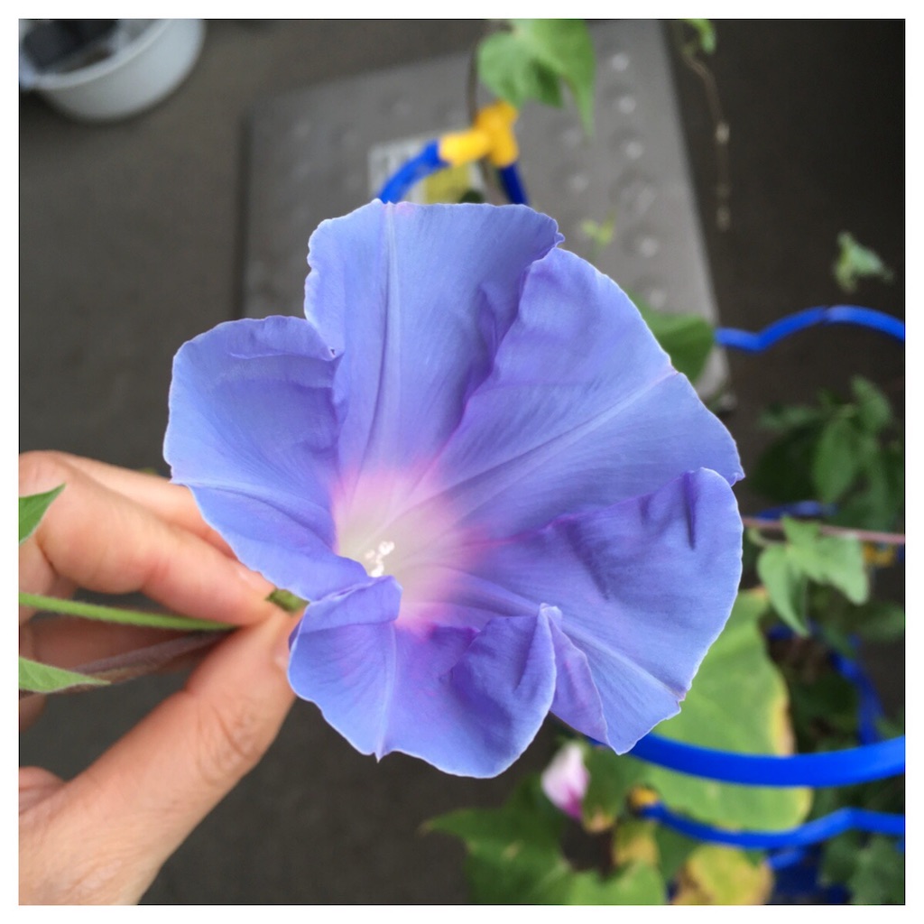 f:id:inusticker:20180803010642j:image