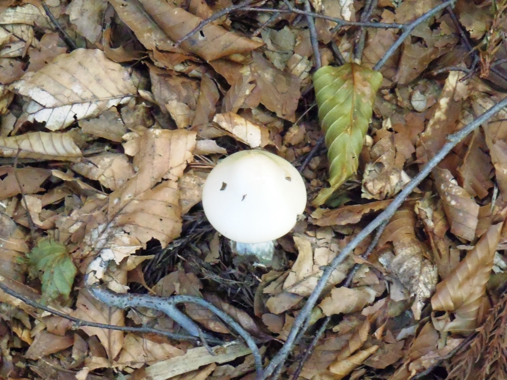 f:id:inutarou2525:20130921153540j:image:w640 f:id:inutarou2525:20130921153540j:image:w640