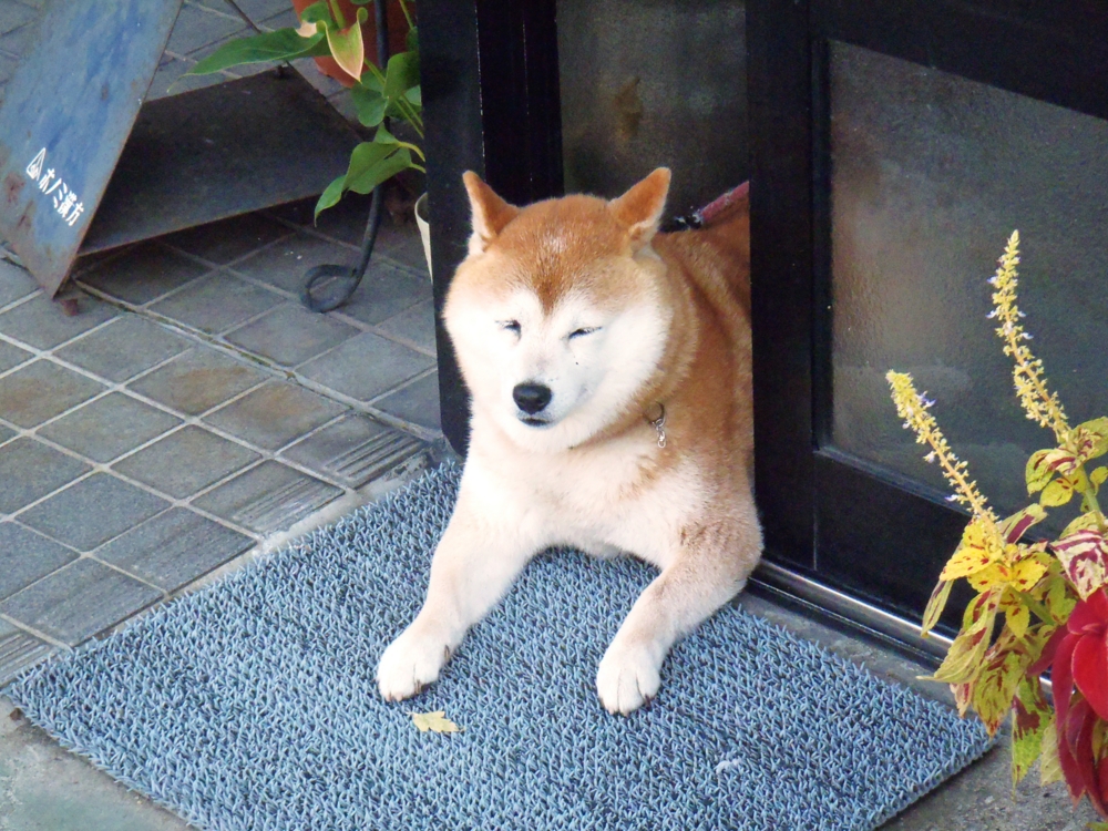 f:id:inutarou2525:20130923125501j:image:w640 f:id:inutarou2525:20130923125501j:image:w640