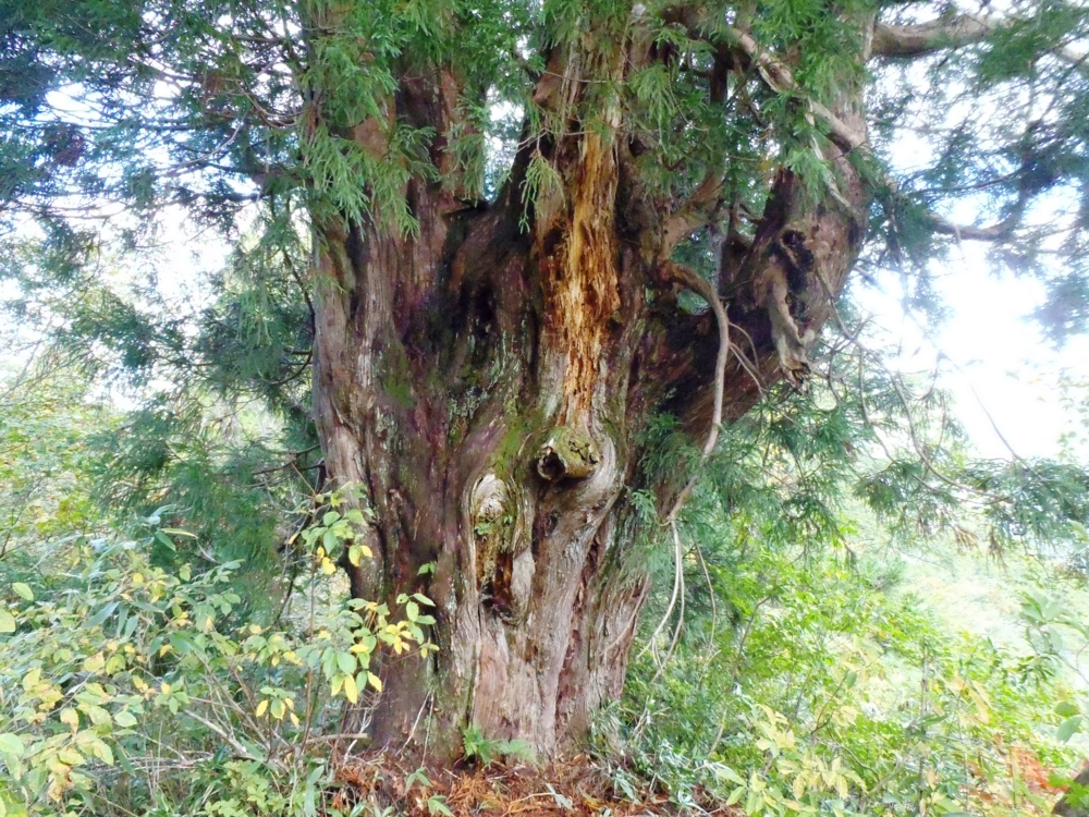 f:id:inutarou2525:20131013135157j:image:w640 f:id:inutarou2525:20131013135157j:image:w640