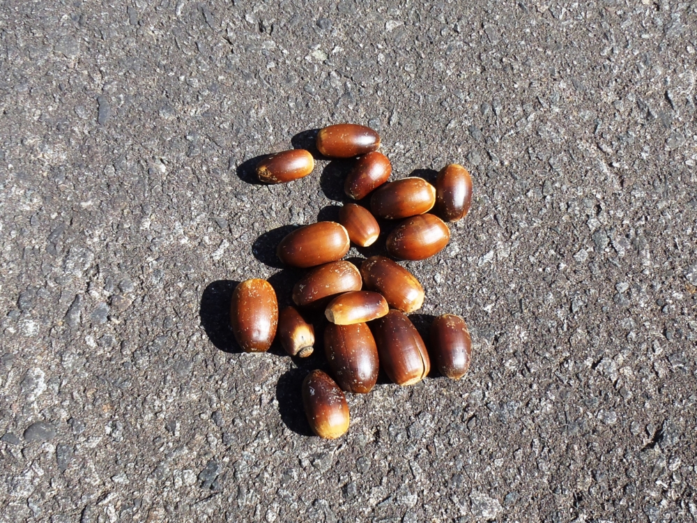 f:id:inutarou2525:20131013140220j:image:w640 f:id:inutarou2525:20131013140220j:image:w640