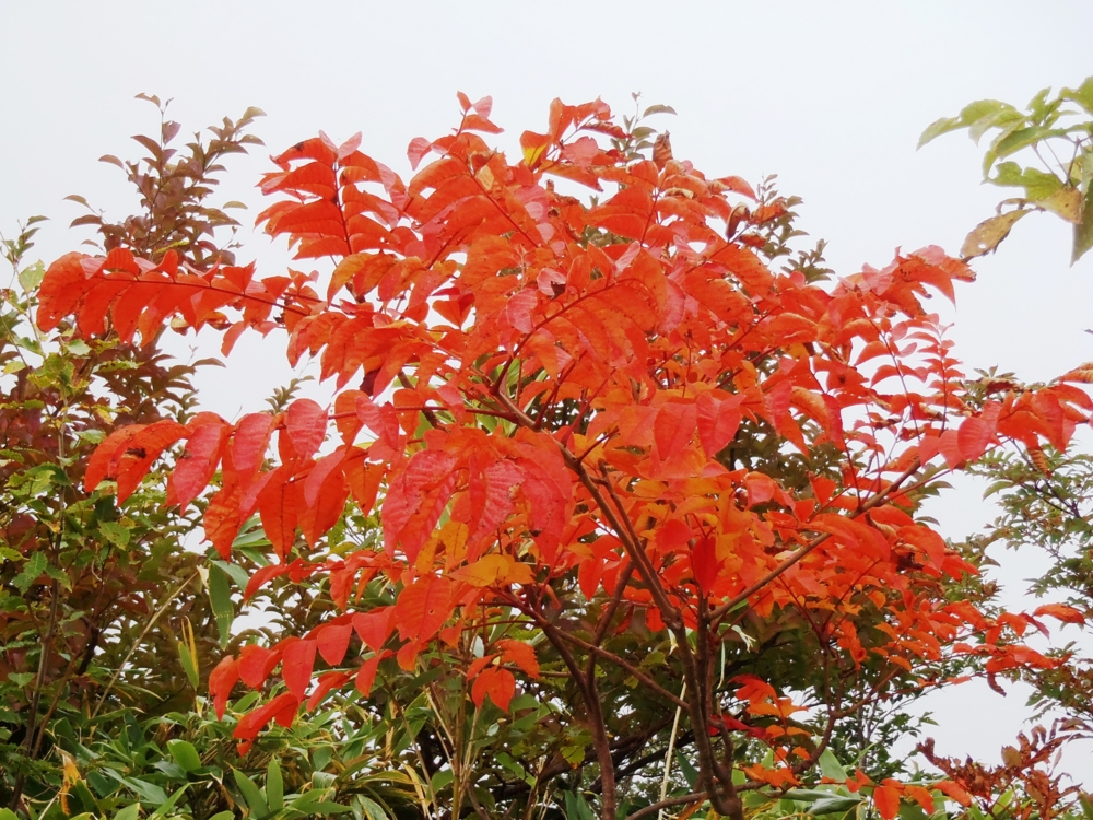 f:id:inutarou2525:20140928140429j:image:w640 f:id:inutarou2525:20140928140429j:image:w640