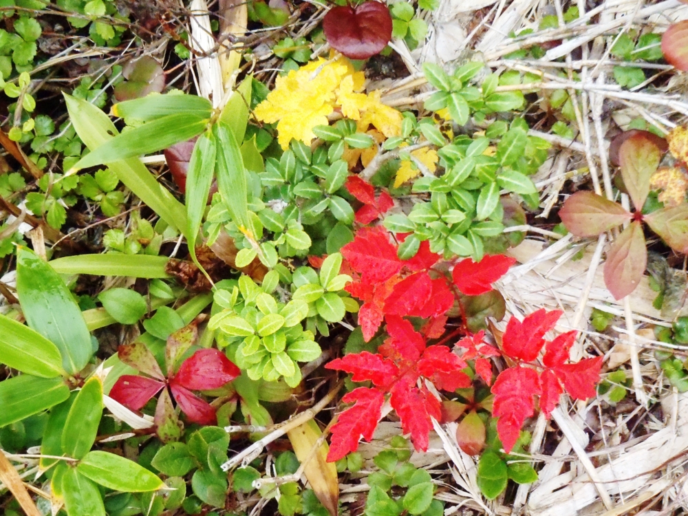 f:id:inutarou2525:20140928140814j:image:w640 f:id:inutarou2525:20140928140814j:image:w640