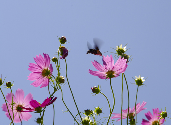 f:id:inuwan33:20100910132348j:image