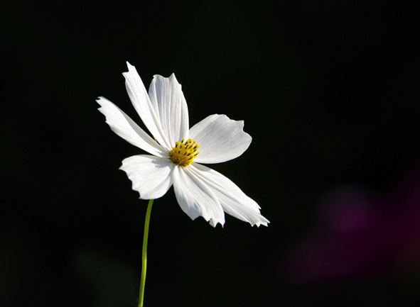 f:id:inuwan33:20100918160057j:image