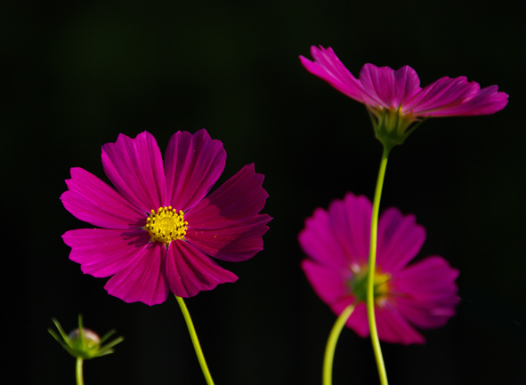 f:id:inuwan33:20100918161225j:image
