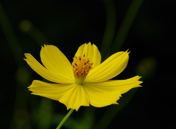 f:id:inuwan33:20100919133414j:image