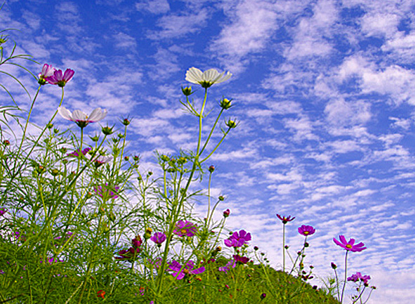 f:id:inuwan33:20100929091700j:image