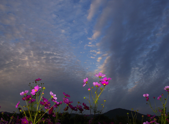 f:id:inuwan33:20101015172551j:image