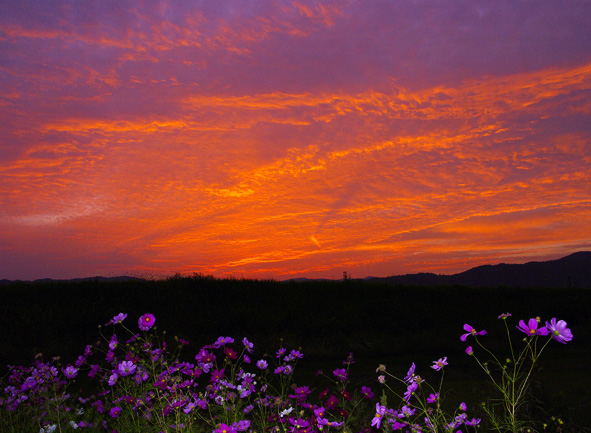 f:id:inuwan33:20101015174018j:image