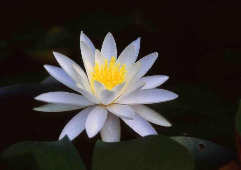 f:id:inuwan33:20110610222350j:image