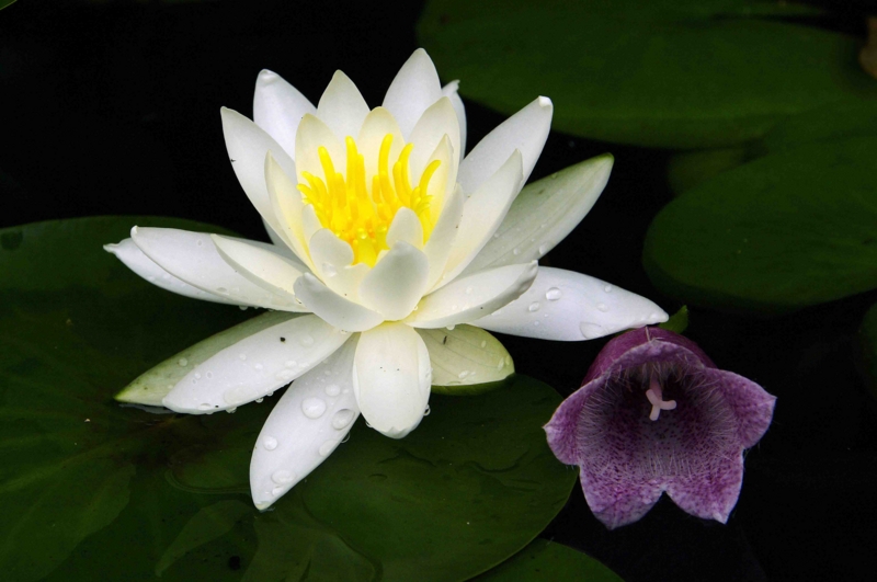 f:id:inuwan33:20110616145557j:image