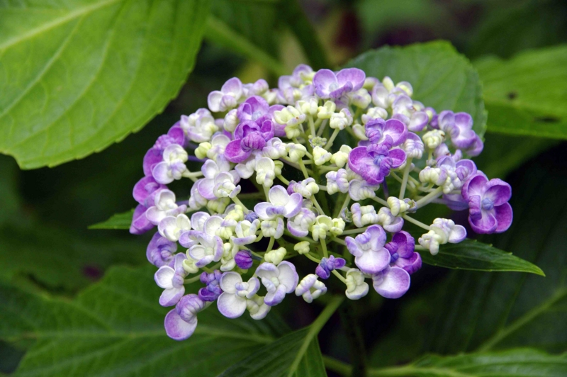 f:id:inuwan33:20110625085846j:image