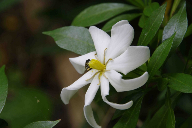 f:id:inuwan33:20110625085901j:image