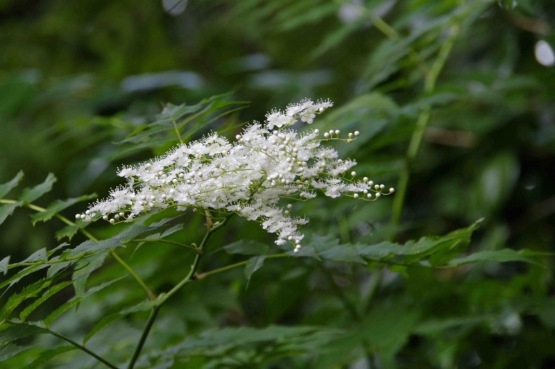 f:id:inuwan33:20110625090040j:image