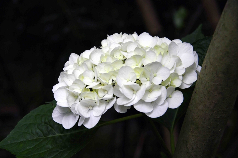 f:id:inuwan33:20110625090112j:image