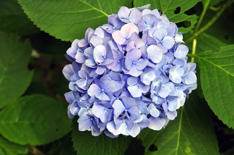 f:id:inuwan33:20110625090128j:image