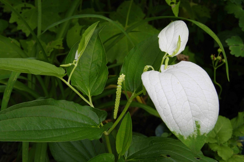 f:id:inuwan33:20110625090259j:image