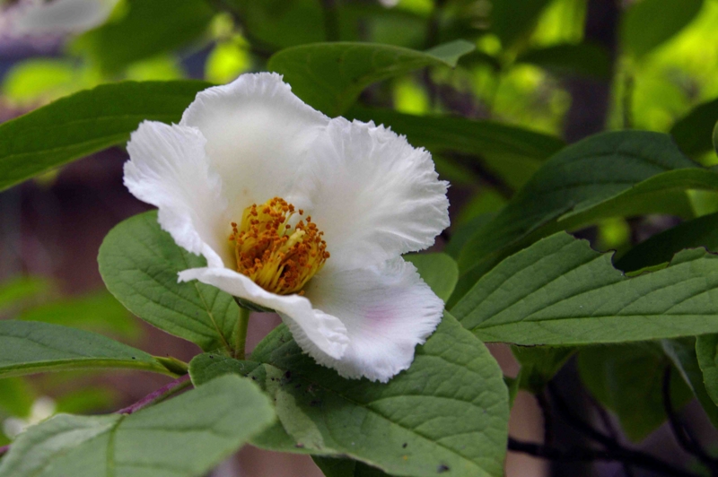 f:id:inuwan33:20110625090401j:image