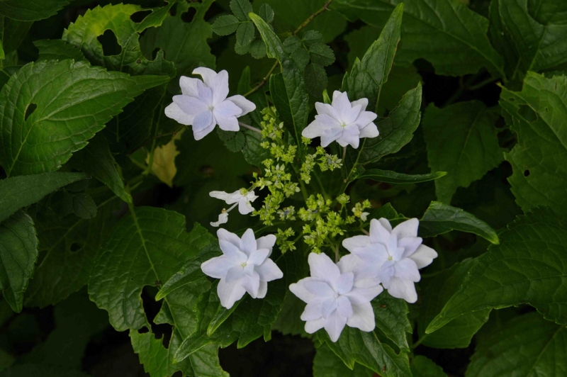 f:id:inuwan33:20110625090420j:image