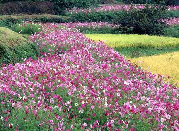 f:id:inuwan33:20110811222228j:image